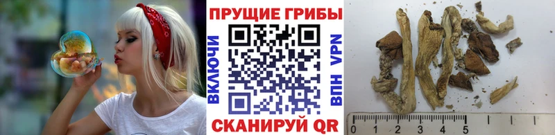 хочу   Зеленогорск  Галлюциногенные грибы мухоморы 